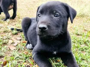 Cachorro raça SRD-ViraLata idade 2 a 6 meses nome sem nome 