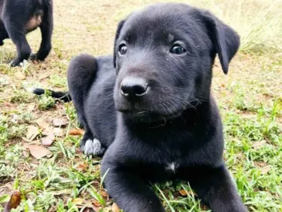 Cachorro raça SRD-ViraLata idade 2 a 6 meses nome sem nome 