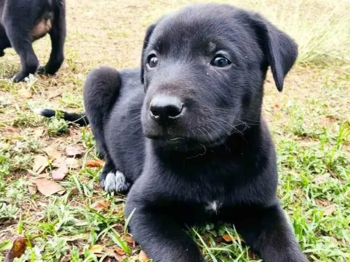 Cachorro ra a SRD-ViraLata idade 2 a 6 meses nome sem nome 