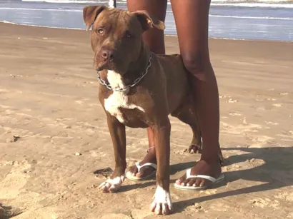 Cachorro raça Pit-Bull idade 7 a 11 meses nome Bob