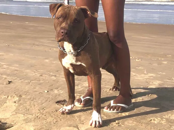 Cachorro ra a Pit-Bull idade 7 a 11 meses nome Bob