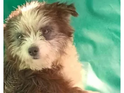 Cachorro raça SRD-ViraLata idade 2 a 6 meses nome Sky