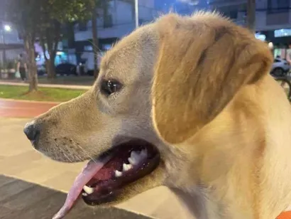 Cachorro raça Labrador idade 2 anos nome BELLA