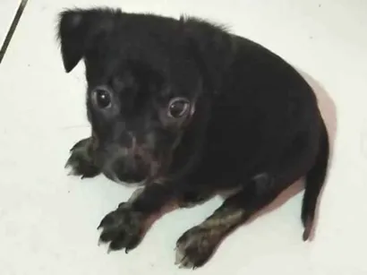 Cachorro raça SRD-ViraLata idade 2 a 6 meses nome Pretinha