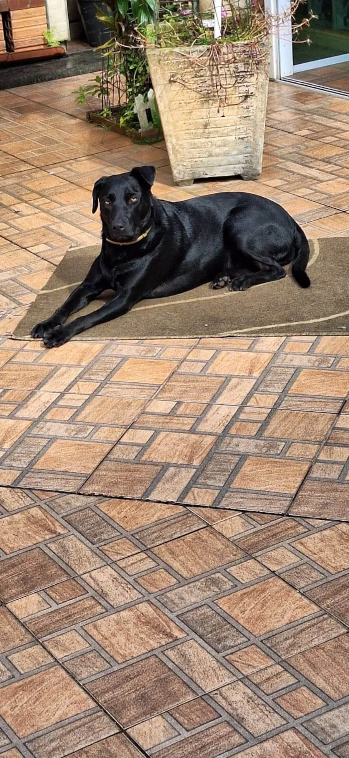 Cachorro ra a SRD-ViraLata idade 2 anos nome Belinha