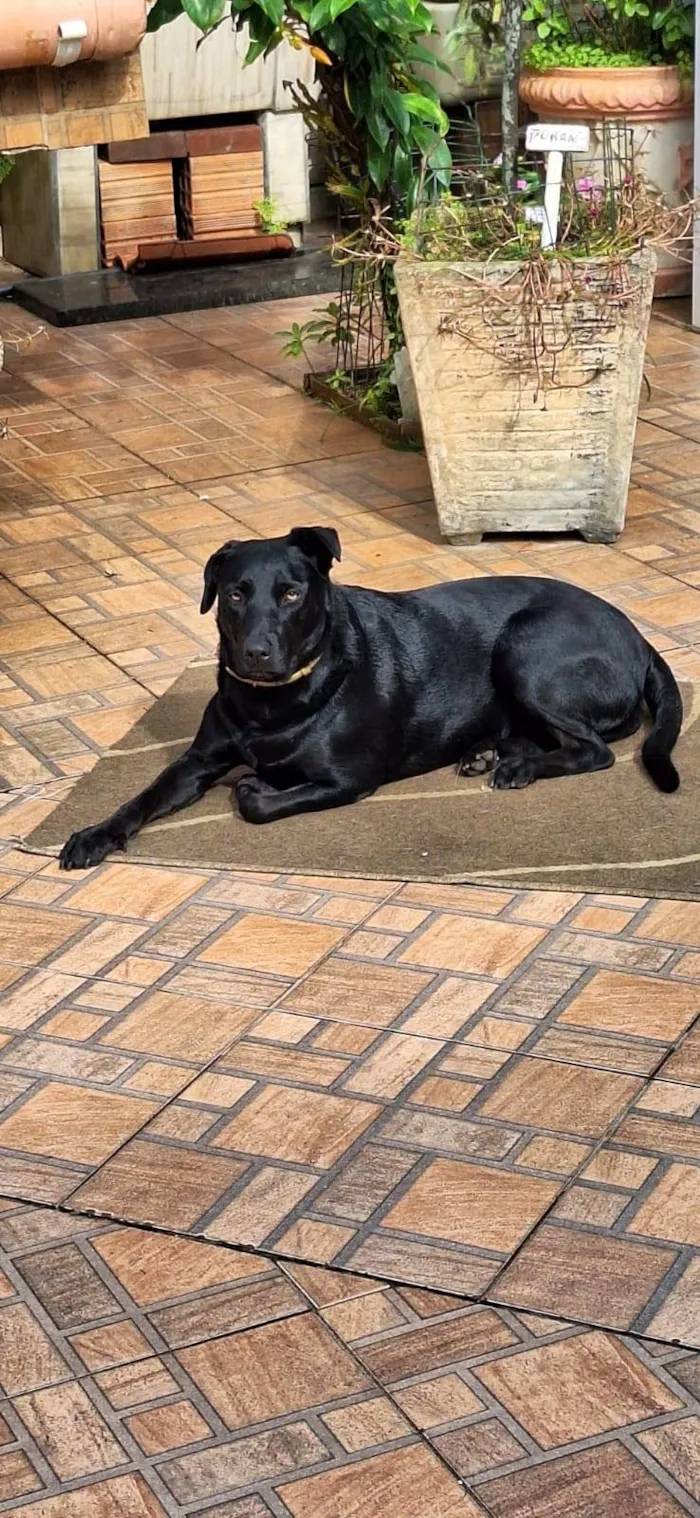 Cachorro ra a SRD-ViraLata idade 2 anos nome Belinha
