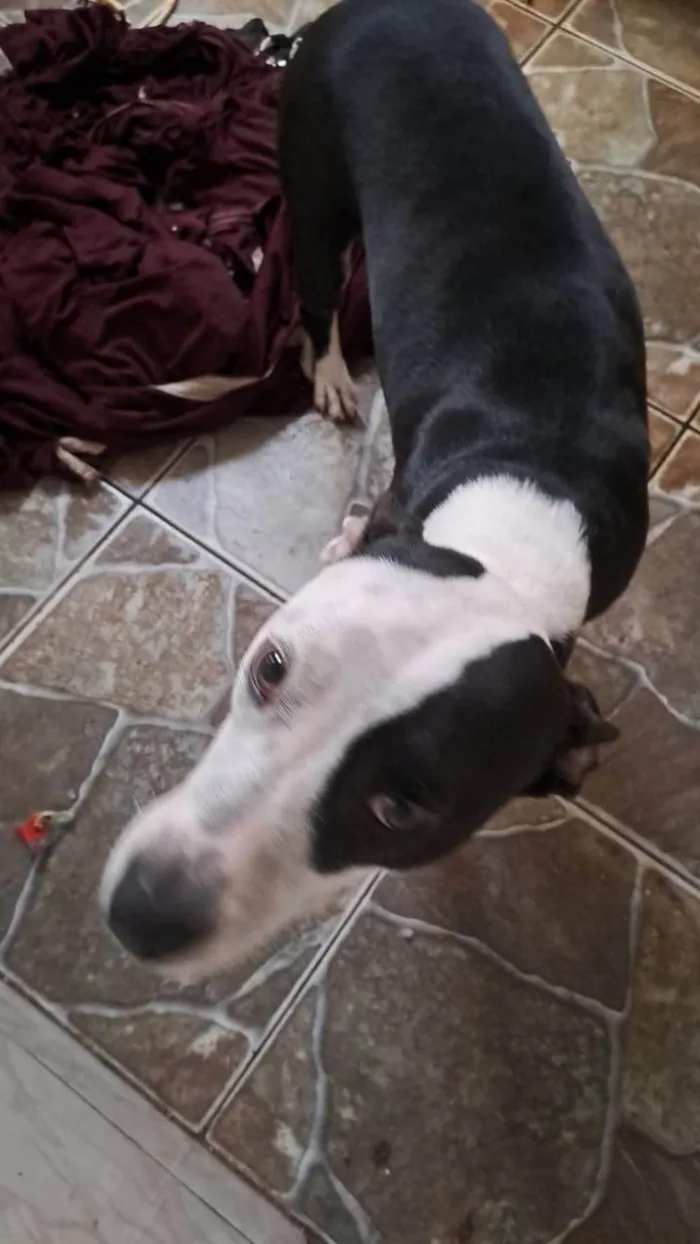Cachorro ra a Pit-Bull idade 1 ano nome Rhara