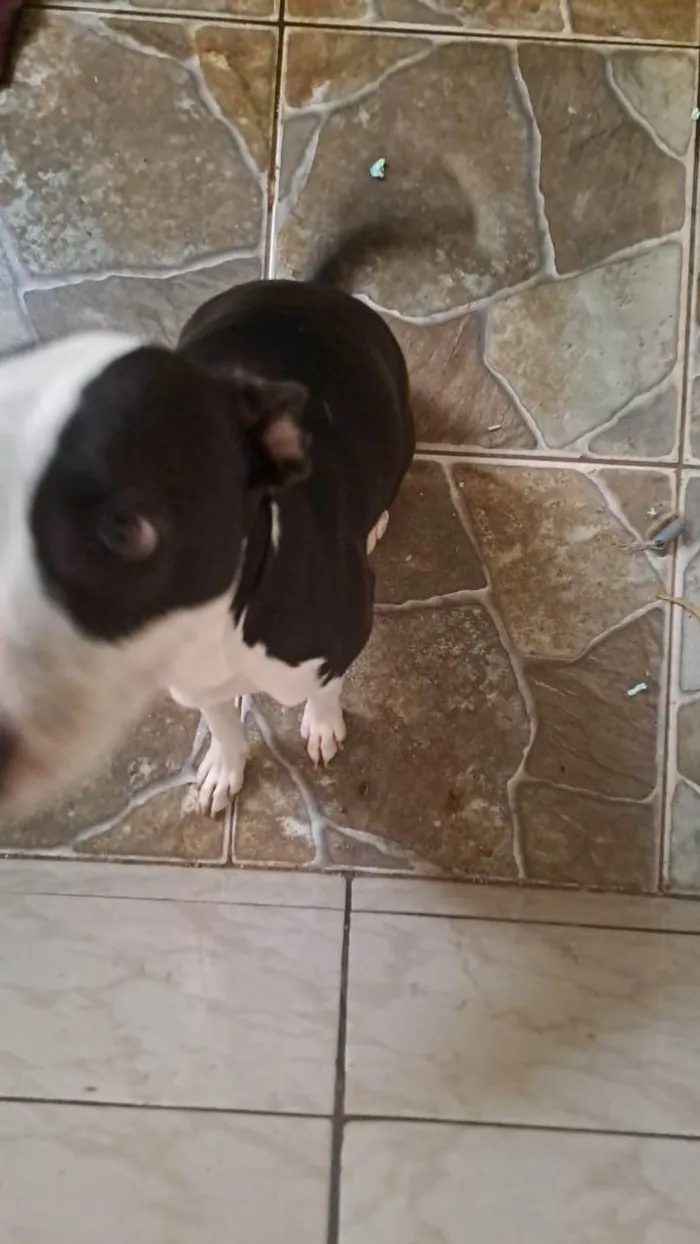 Cachorro ra a Pit-Bull idade 1 ano nome Rhara