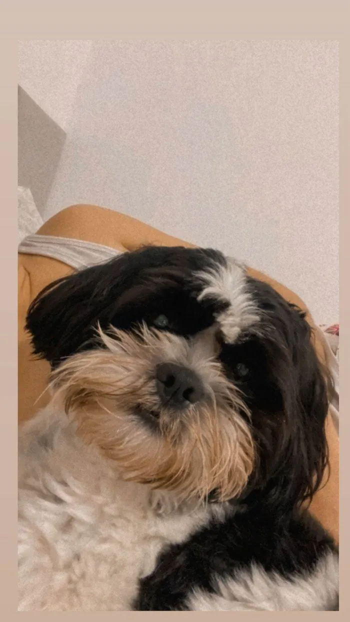 Cachorro ra a Shitzu idade 1 ano nome luck