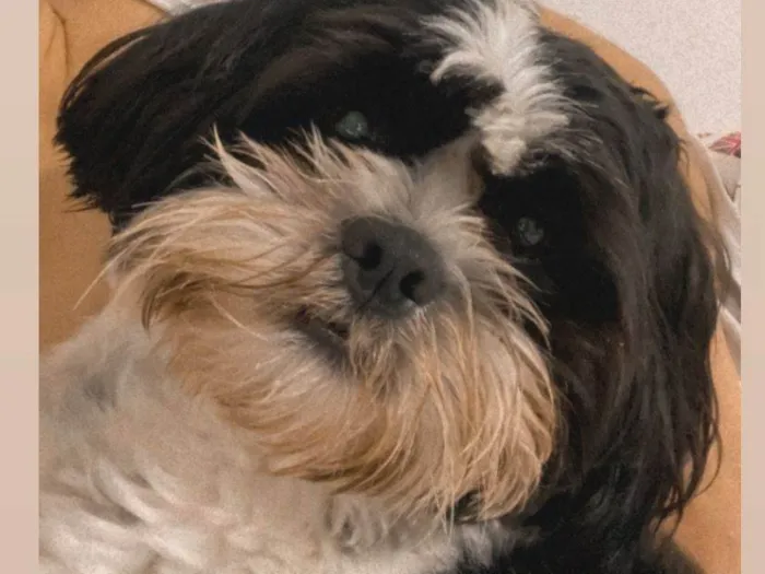 Cachorro ra a Shitzu idade 1 ano nome luck