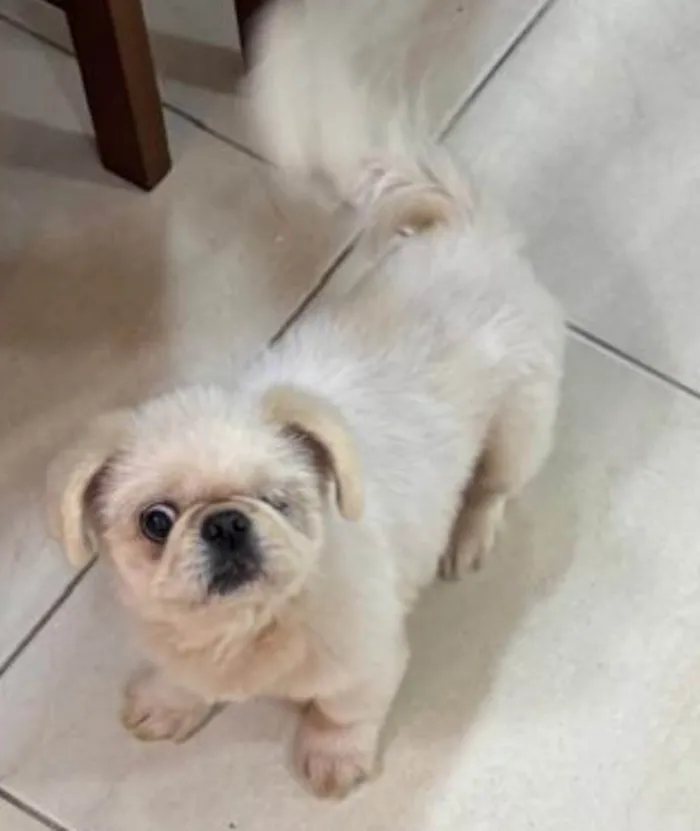Cachorro ra a Pequinês idade 5 anos nome PIT 