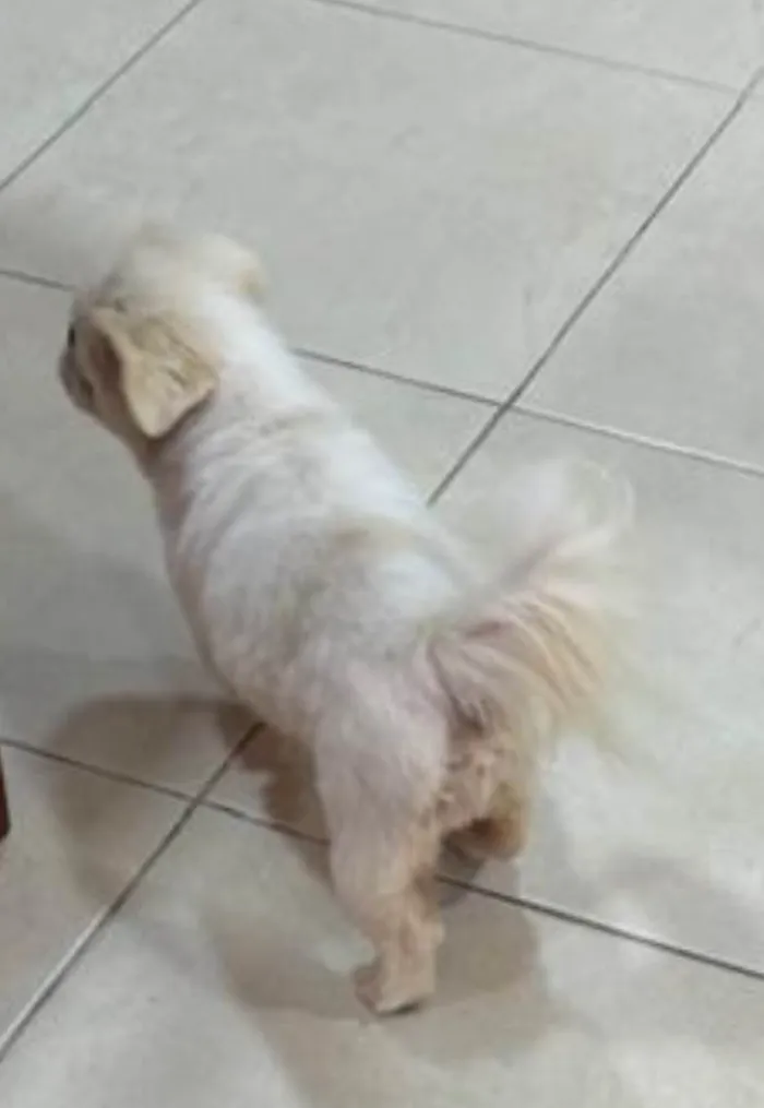 Cachorro ra a Pequinês idade 5 anos nome PIT 