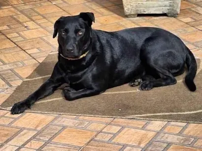 Cachorro raça SRD-ViraLata idade 2 anos nome Belinha