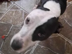 Cachorro raça Pit-Bull idade 1 ano nome Rhara