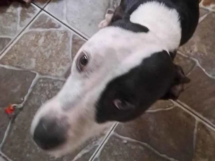 Cachorro ra a Pit-Bull idade 1 ano nome Rhara