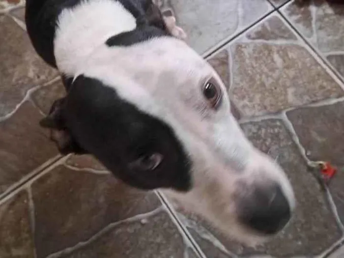 Cachorro ra a Pit-Bull idade 1 ano nome Rhara