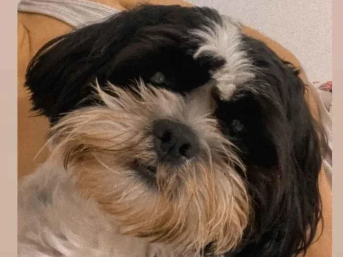 Cachorro ra a Shitzu idade 1 ano nome luck