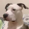AYLA