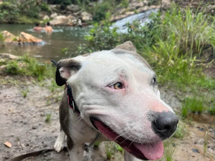 Cachorro ra a Pit-Bull idade 3 anos nome AYLA