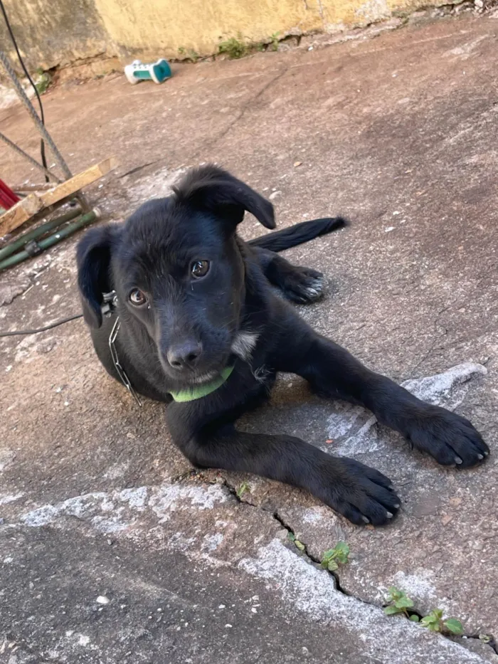 Cachorro ra a SRD-ViraLata idade 2 a 6 meses nome Tody