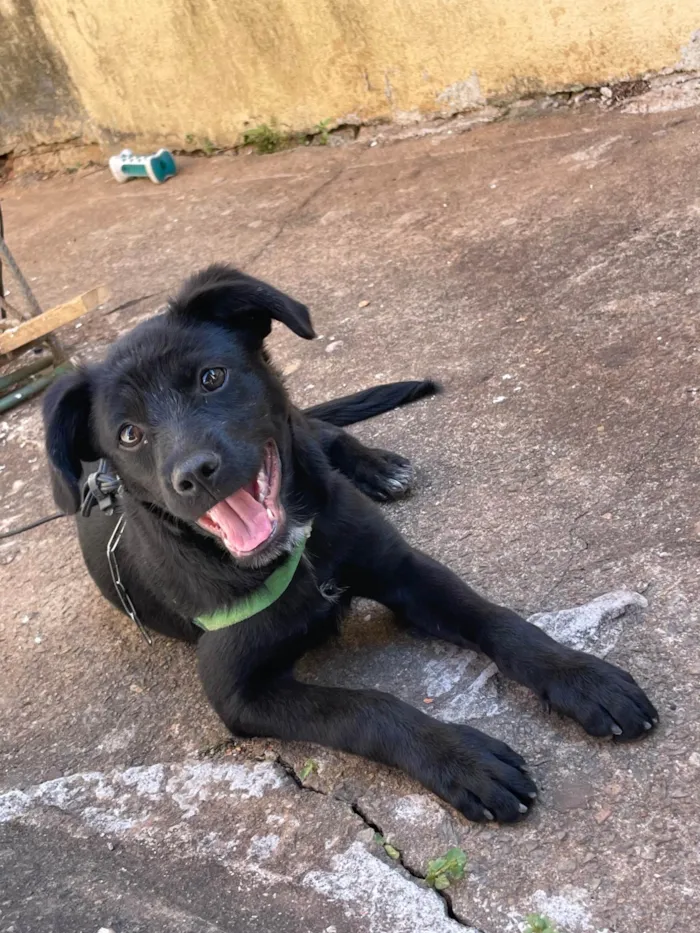 Cachorro ra a SRD-ViraLata idade 2 a 6 meses nome Tody