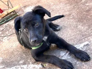 Cachorro raça SRD-ViraLata idade 2 a 6 meses nome Tody