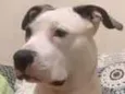 AYLA