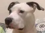 Cachorro raça Pit-Bull idade 3 anos nome AYLA