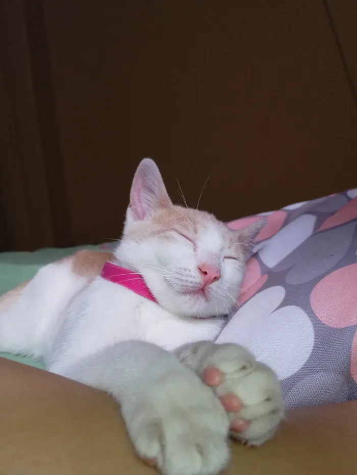 Gato ra a SRD-ViraLata idade 7 a 11 meses nome Lubi