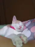 Lubi