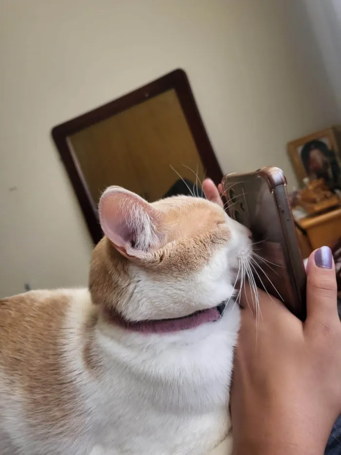 Gato ra a SRD-ViraLata idade 7 a 11 meses nome Lubi