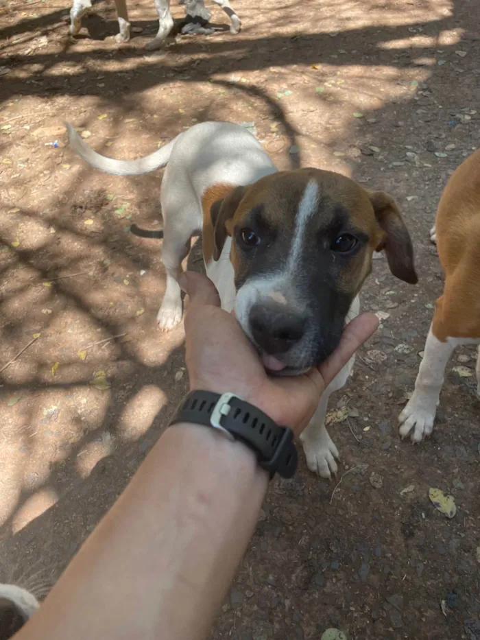 Cachorro ra a SRD-ViraLata idade 2 a 6 meses nome Thor