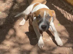 Cachorro raça SRD-ViraLata idade 2 a 6 meses nome Thor