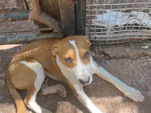 Cachorro raça SRD-ViraLata idade 2 a 6 meses nome Bob