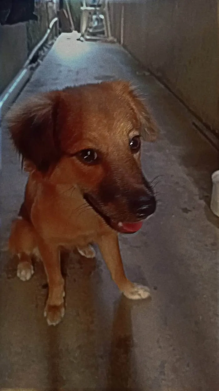 Cachorro ra a SRD-ViraLata idade 1 ano nome Pandora 
