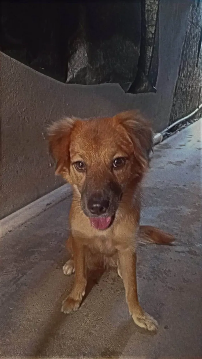 Cachorro ra a SRD-ViraLata idade 1 ano nome Pandora 