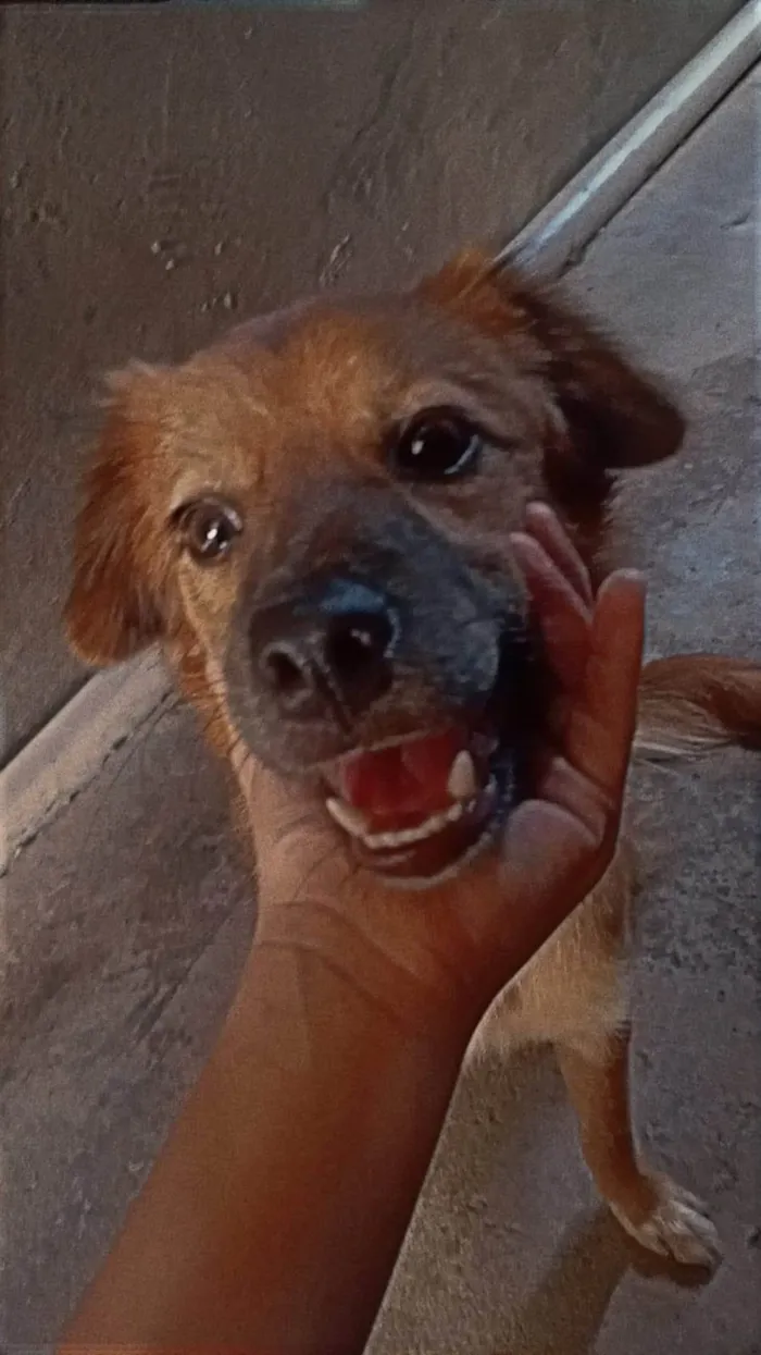 Cachorro ra a SRD-ViraLata idade 1 ano nome Pandora 