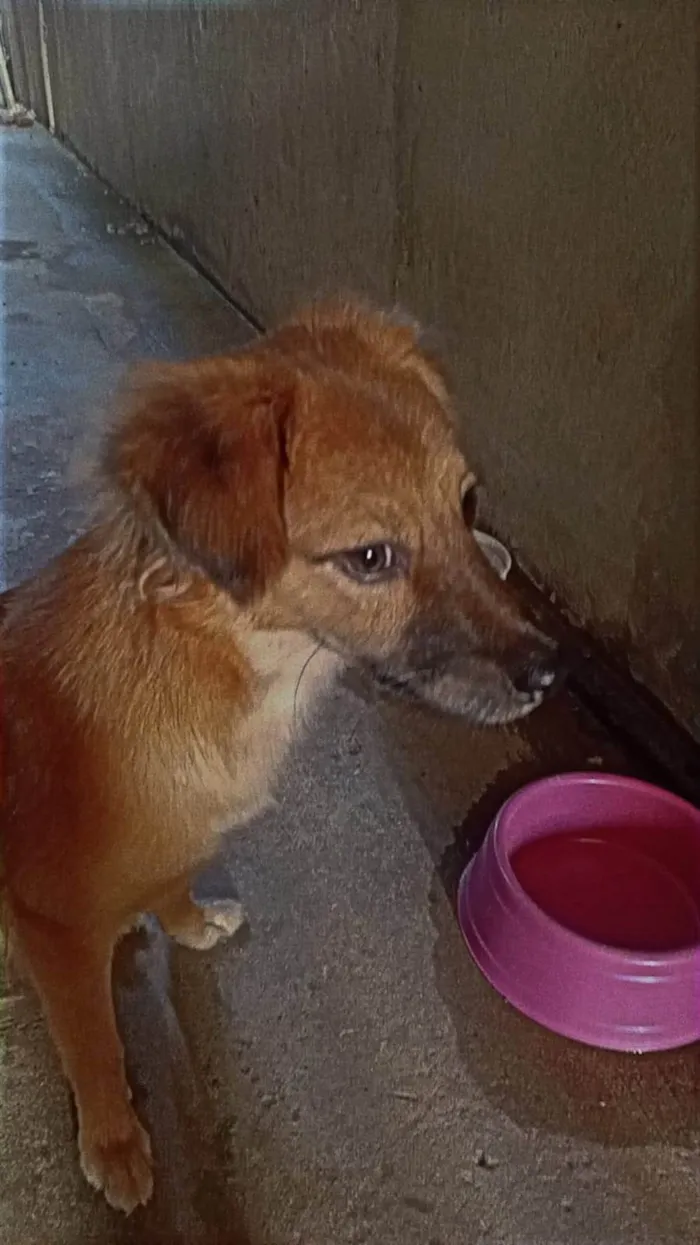 Cachorro ra a SRD-ViraLata idade 1 ano nome Pandora 