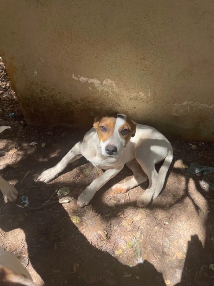 Cachorro ra a SRD-ViraLata idade 2 a 6 meses nome Max