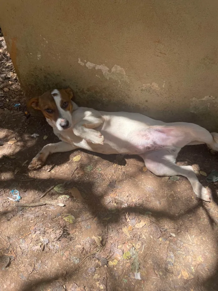 Cachorro ra a SRD-ViraLata idade 2 a 6 meses nome Max