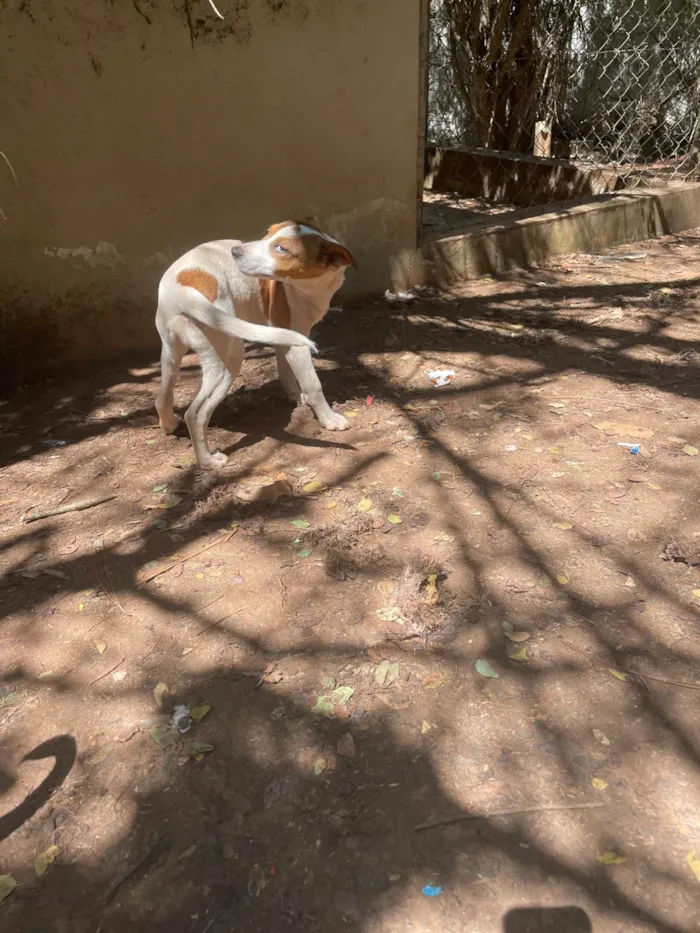 Cachorro ra a SRD-ViraLata idade 2 a 6 meses nome Max