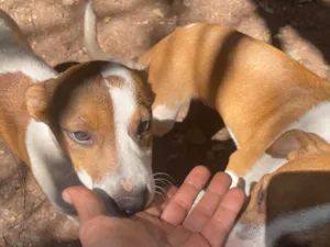 Cachorro raça SRD-ViraLata idade 2 a 6 meses nome Max