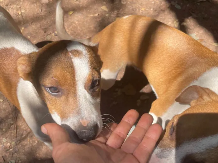 Cachorro ra a SRD-ViraLata idade 2 a 6 meses nome Max