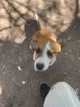 Mel