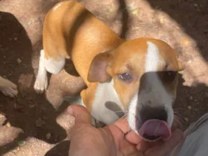 Cachorro raça SRD-ViraLata idade 2 a 6 meses nome Mel
