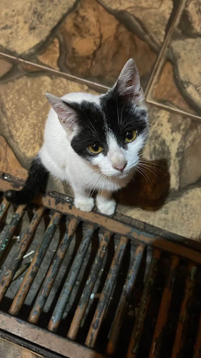 Gato ra a SRD-ViraLata idade 7 a 11 meses nome Serena e Vitoria