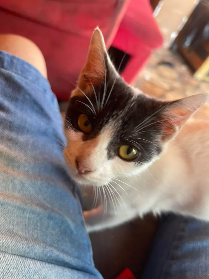Gato ra a SRD-ViraLata idade 7 a 11 meses nome Serena e Vitoria