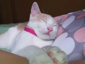 Gato raça SRD-ViraLata idade 7 a 11 meses nome Lubi
