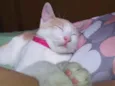 Lubi
