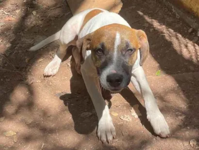 Cachorro raça SRD-ViraLata idade 2 a 6 meses nome Thor